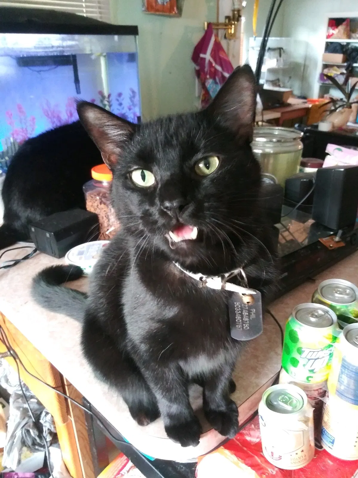Lost cat in Largo, FL, 33771
