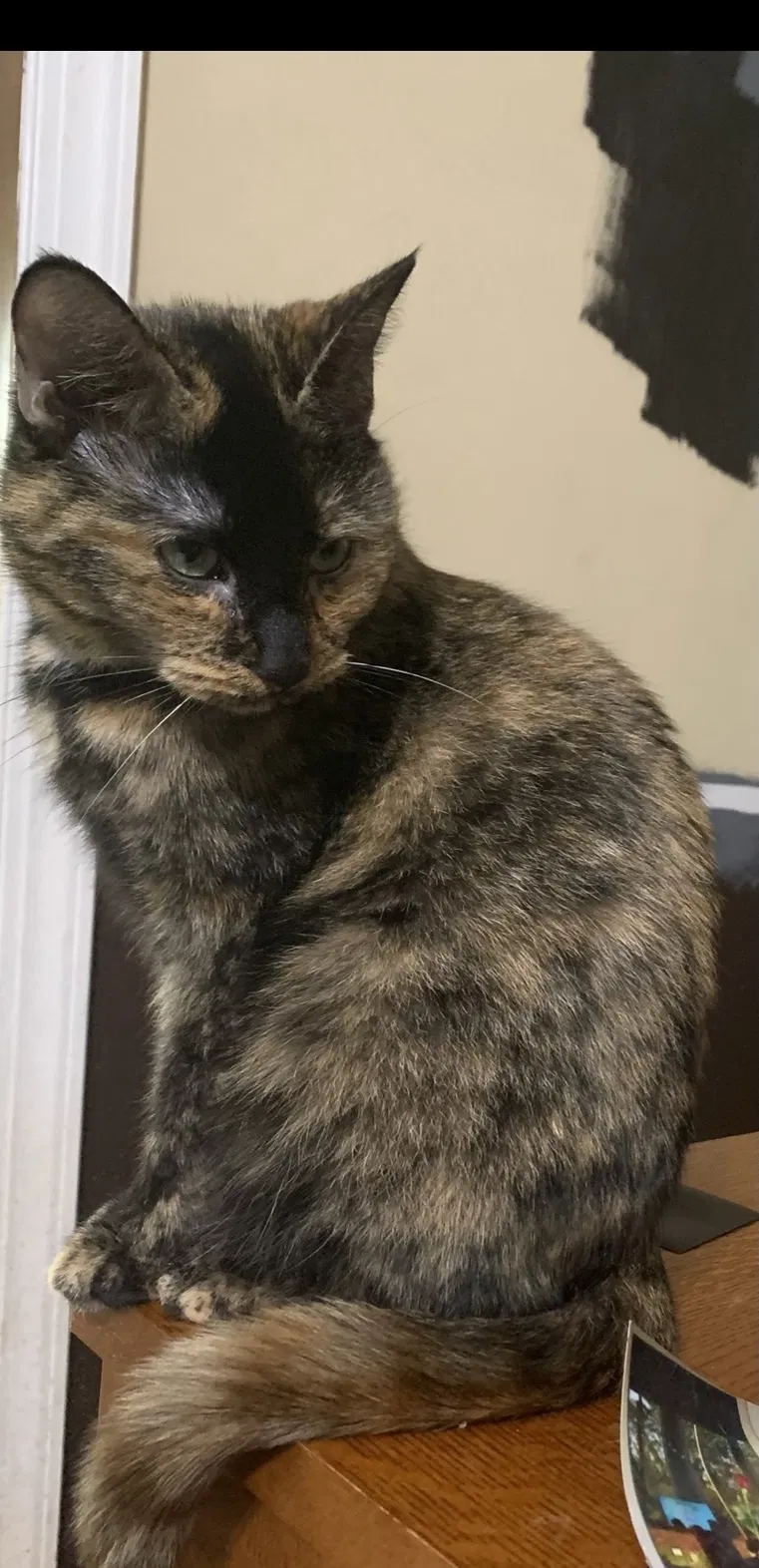 Lost cat in Lancaster, SC, 29720