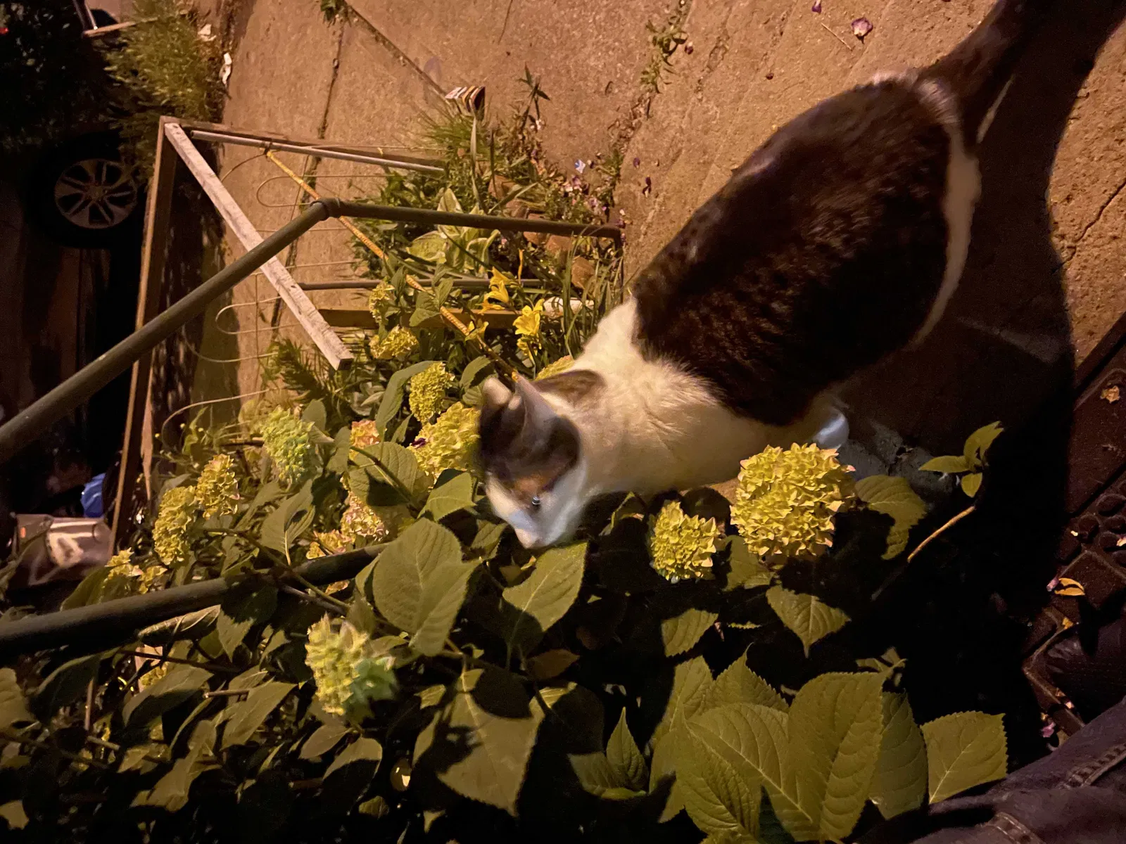 Lost cat in Elizabethport, NJ, 7206