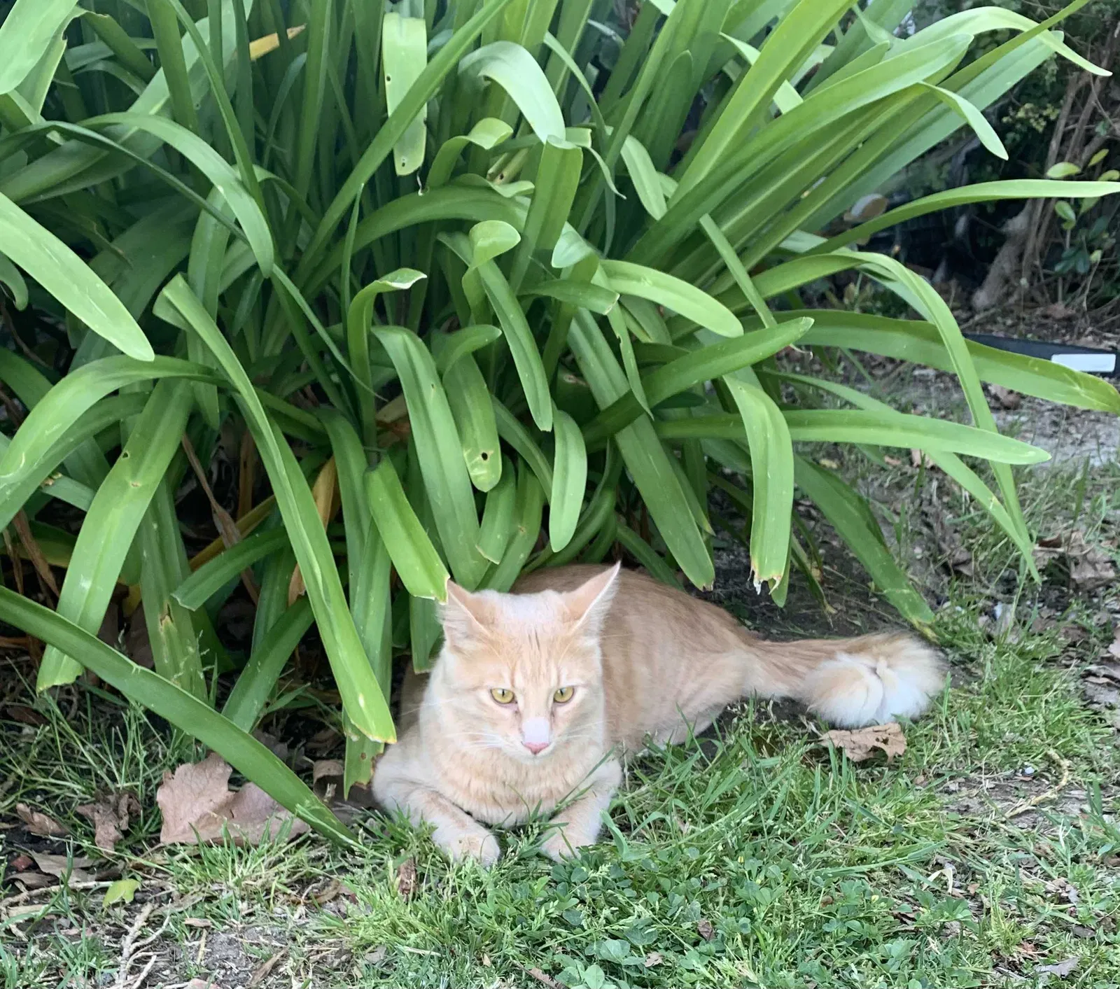 Lost cat in Laguna Hills, CA, 92653