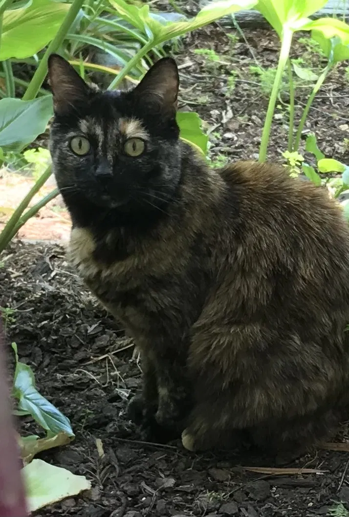 Lost cat in Orinda, CA, 94563