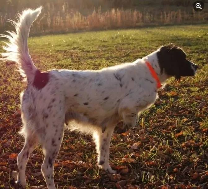 Lost dog in Lexington, KY, 40516