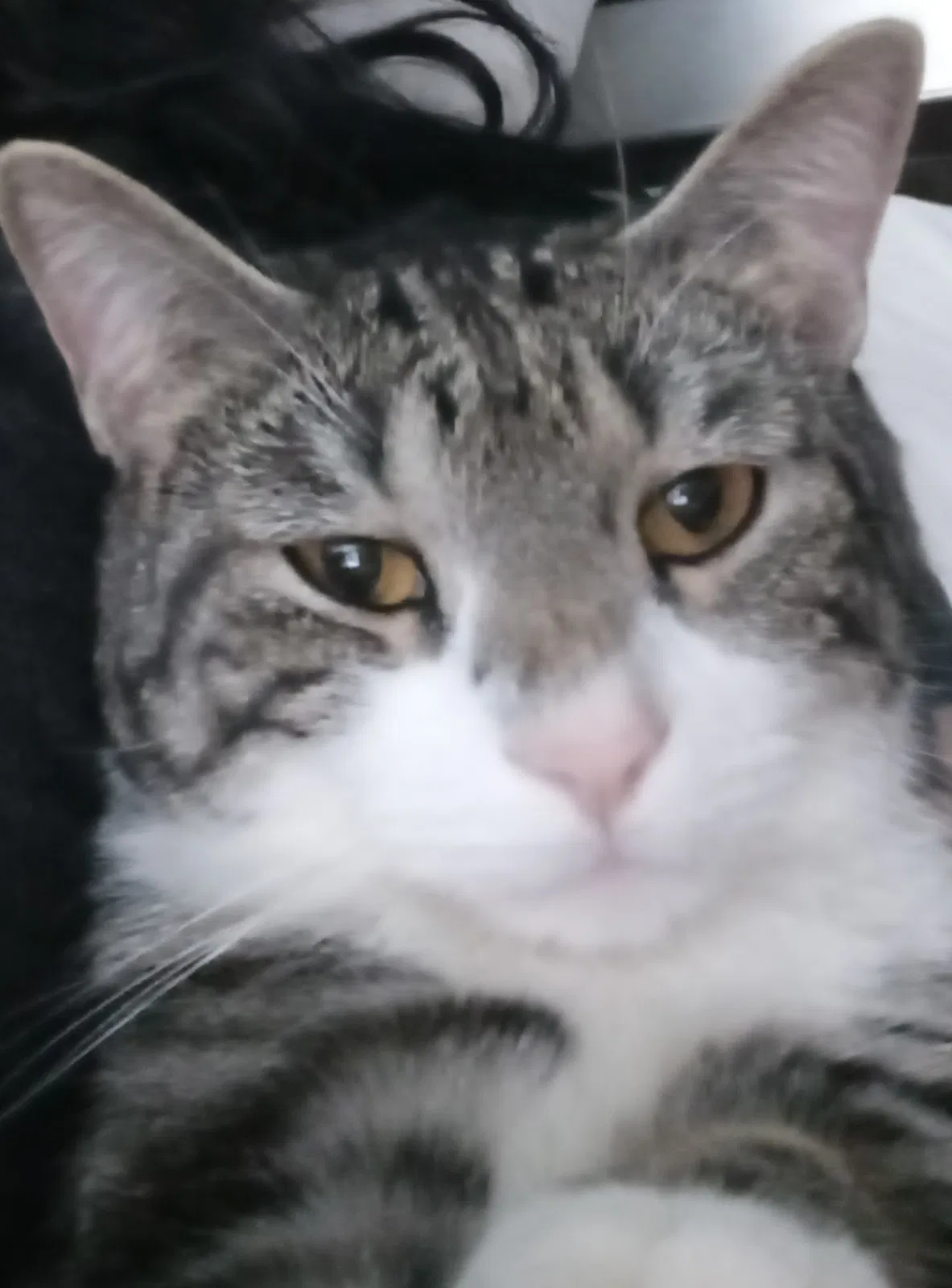 Lost cat in Crosby, TX, 77532