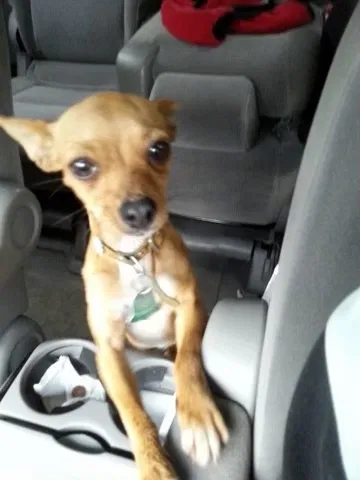 Lost dog in Trussville, AL, 35173