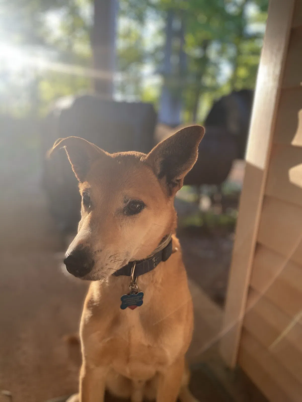 Lost dog in Statham, GA, 30666