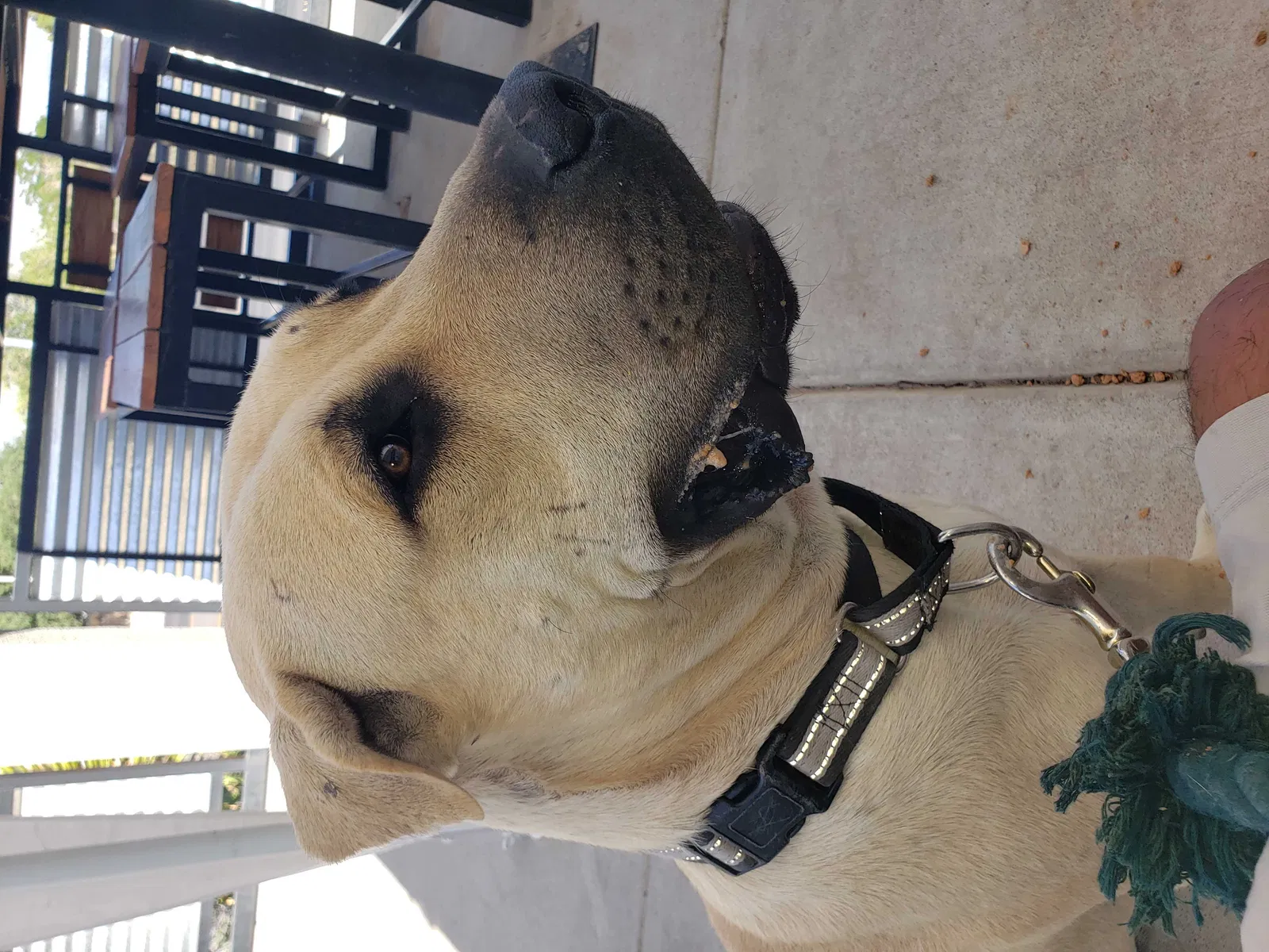 Lost dog in Albuquerque, NM, 87121