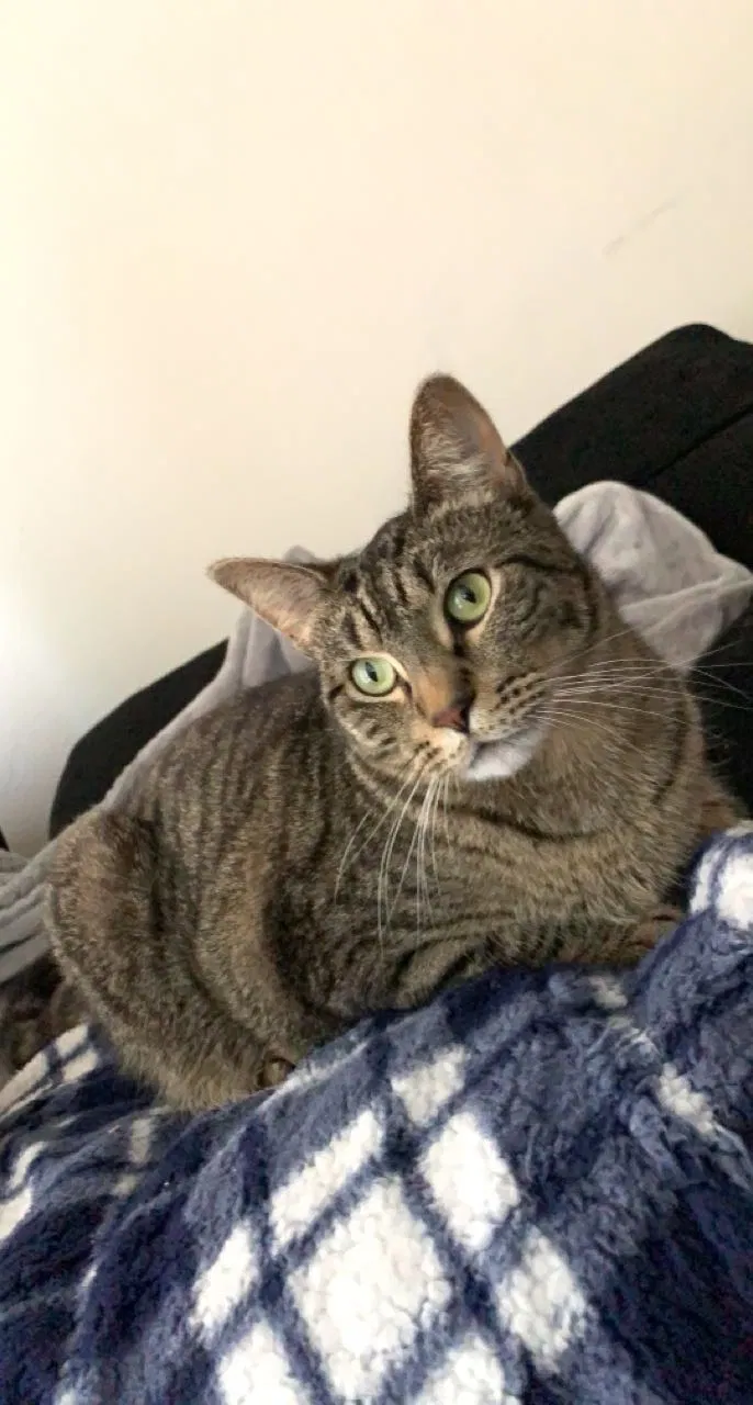 Lost cat in Springfield, MO, 65807