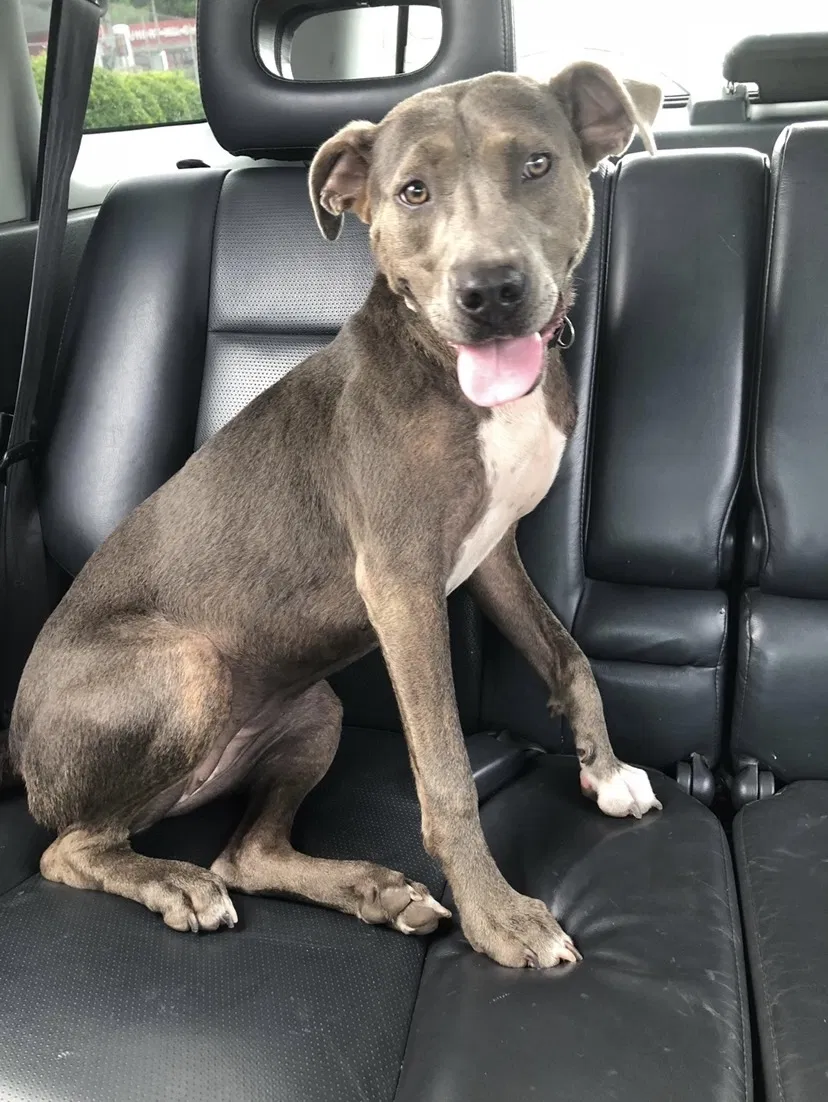 Lost dog in Snellville, GA, 30039