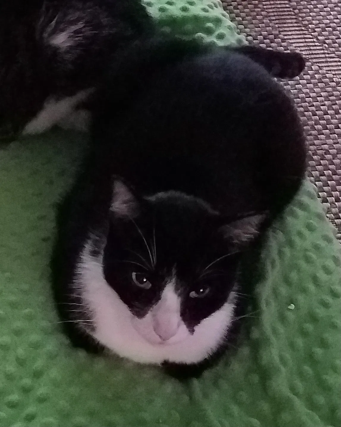 Lost cat in Hollywood, FL, 33020