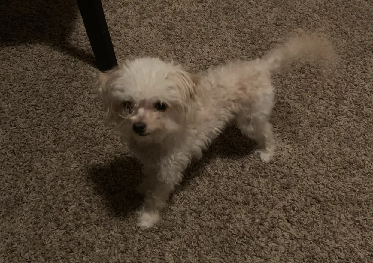 Lost dog in Edmond, OK, 73012