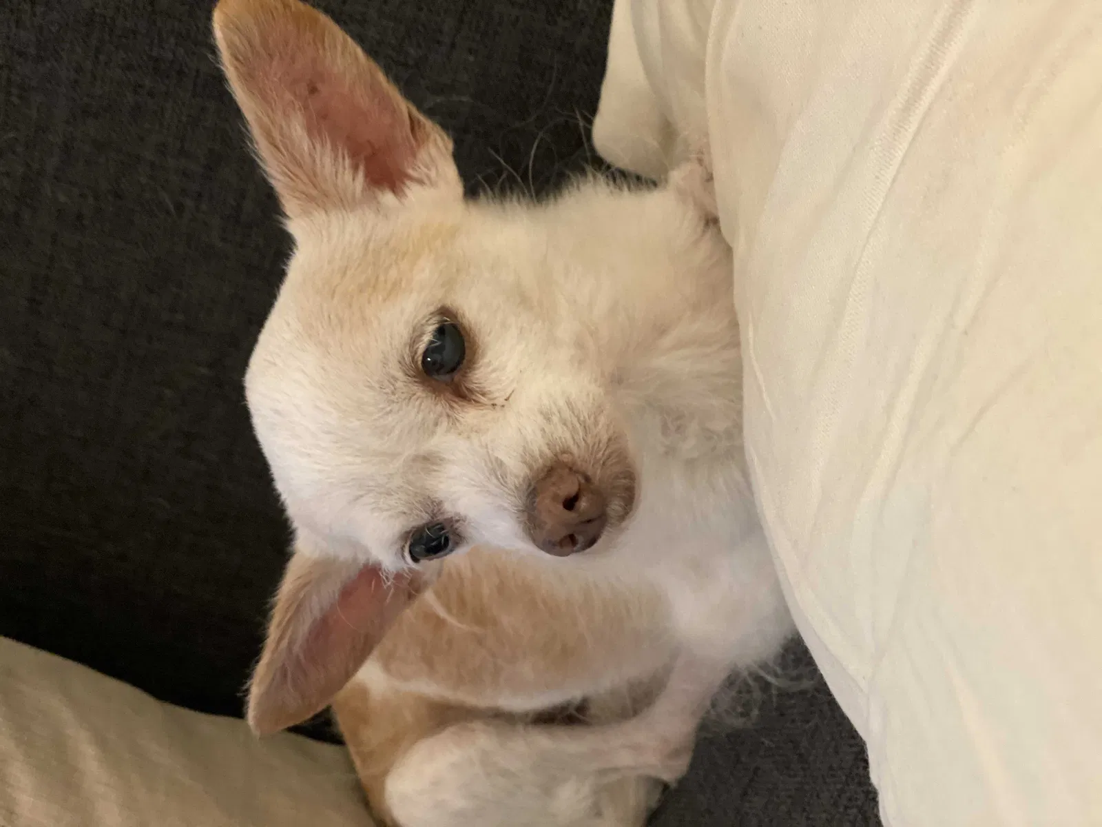 Lost dog in Miami, FL, 33127