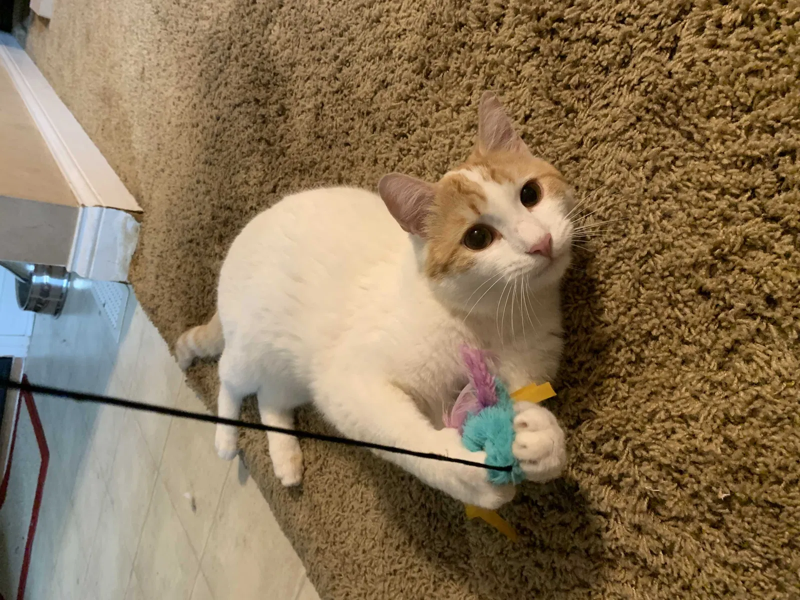 Lost cat in Tipp City, OH, 45371