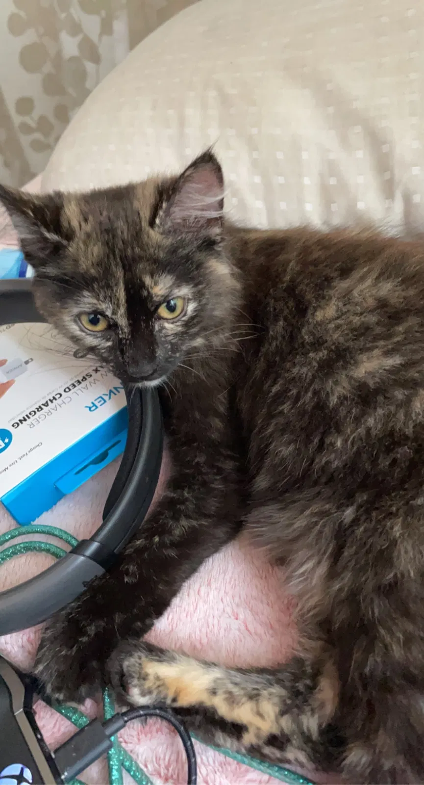 Lost cat in Edmond, OK, 73003