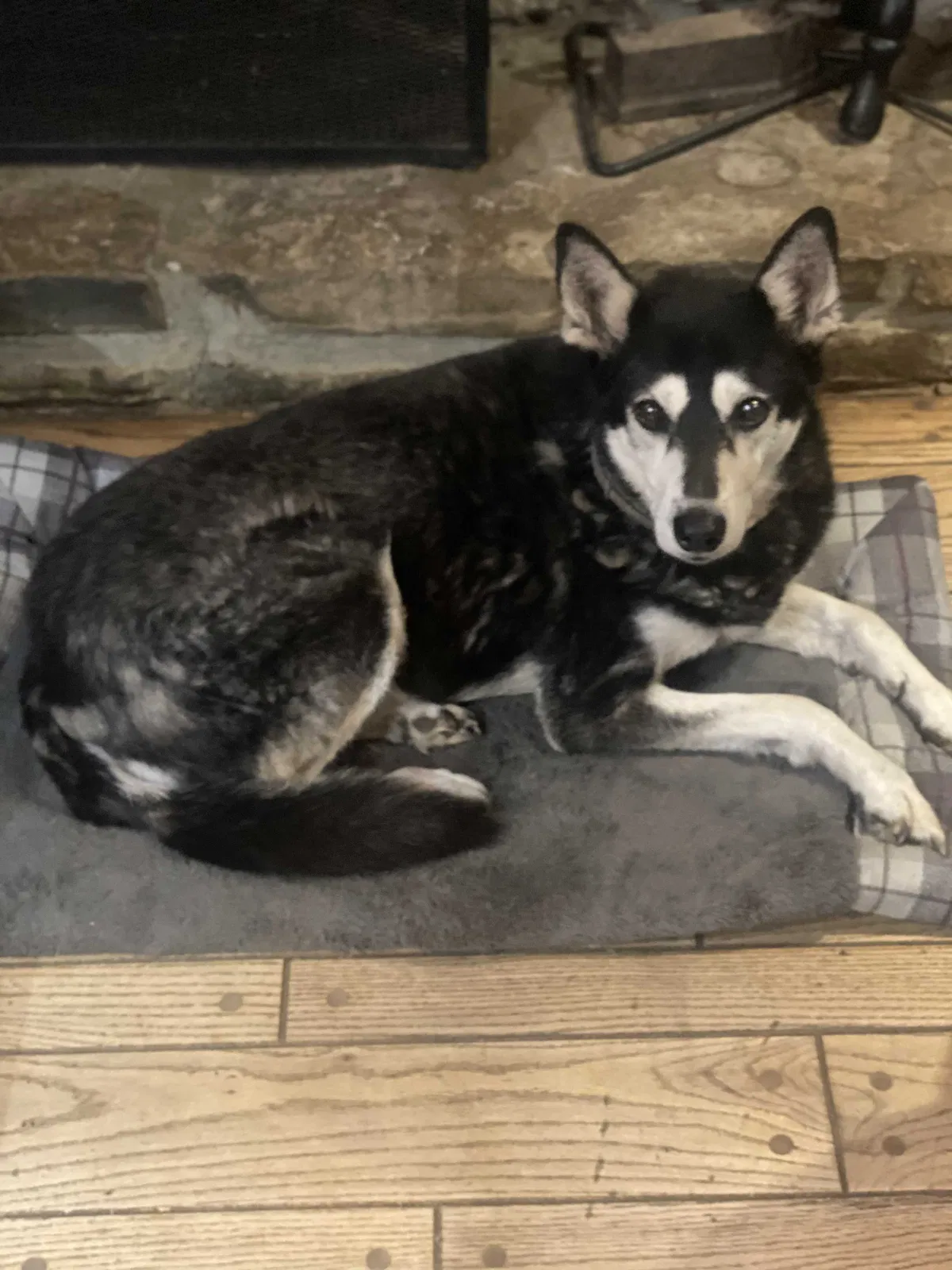 Lost dog in Clarksville, TN, 37043