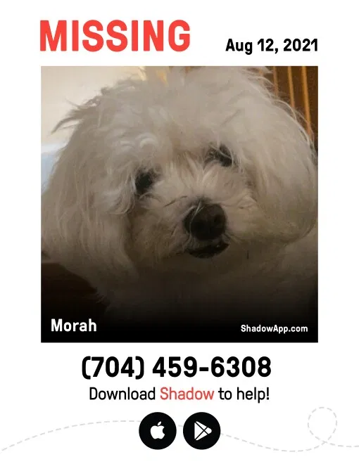 Lost dog in Charlotte, NC, 28227