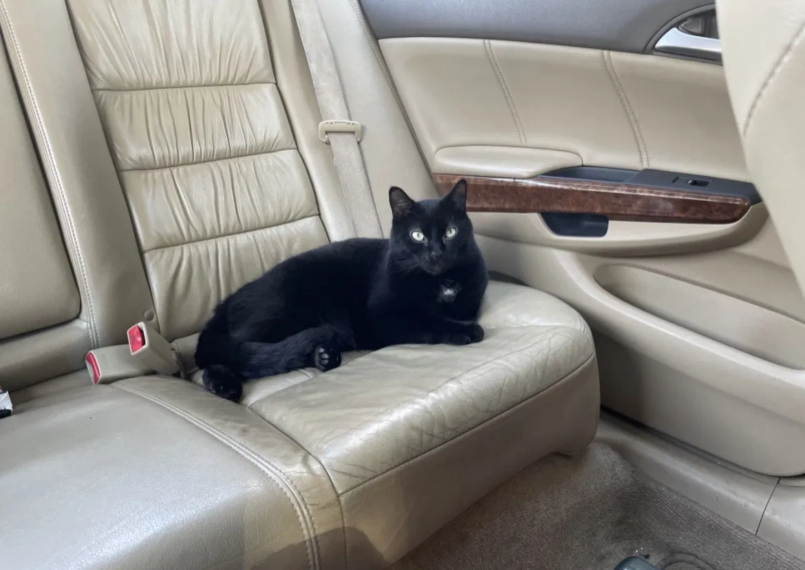 Lost cat in York, PA, 17402