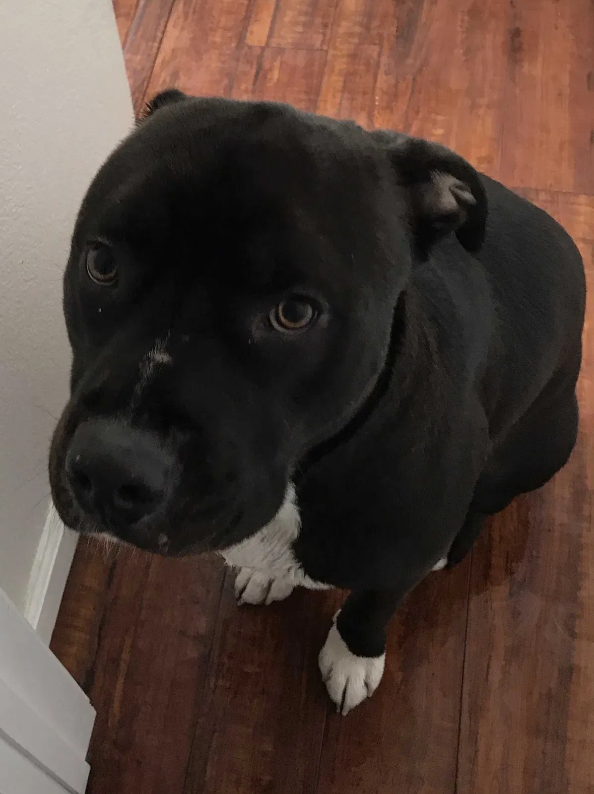 Lost dog in Salinas, CA, 93907