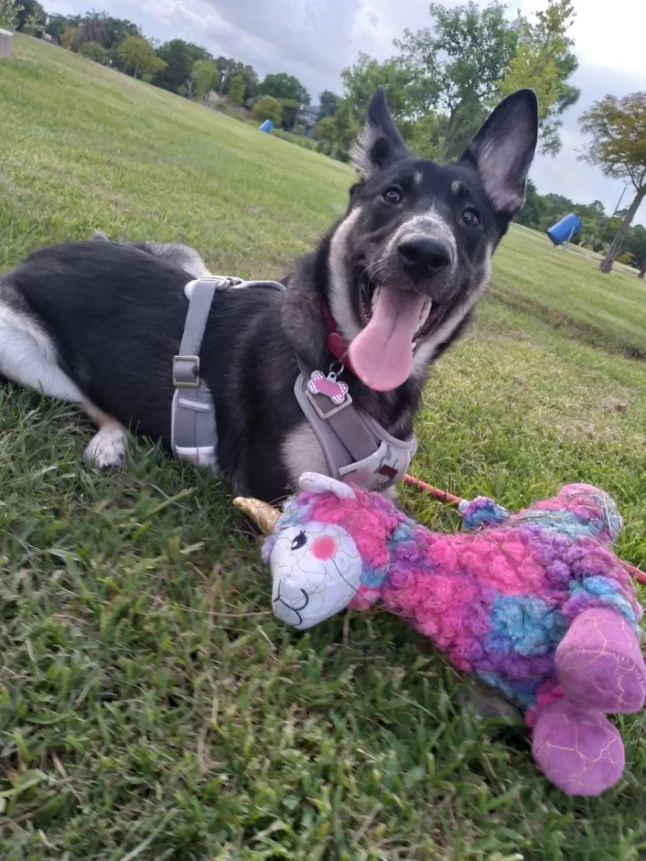 Lost dog in Baytown, TX, 77521