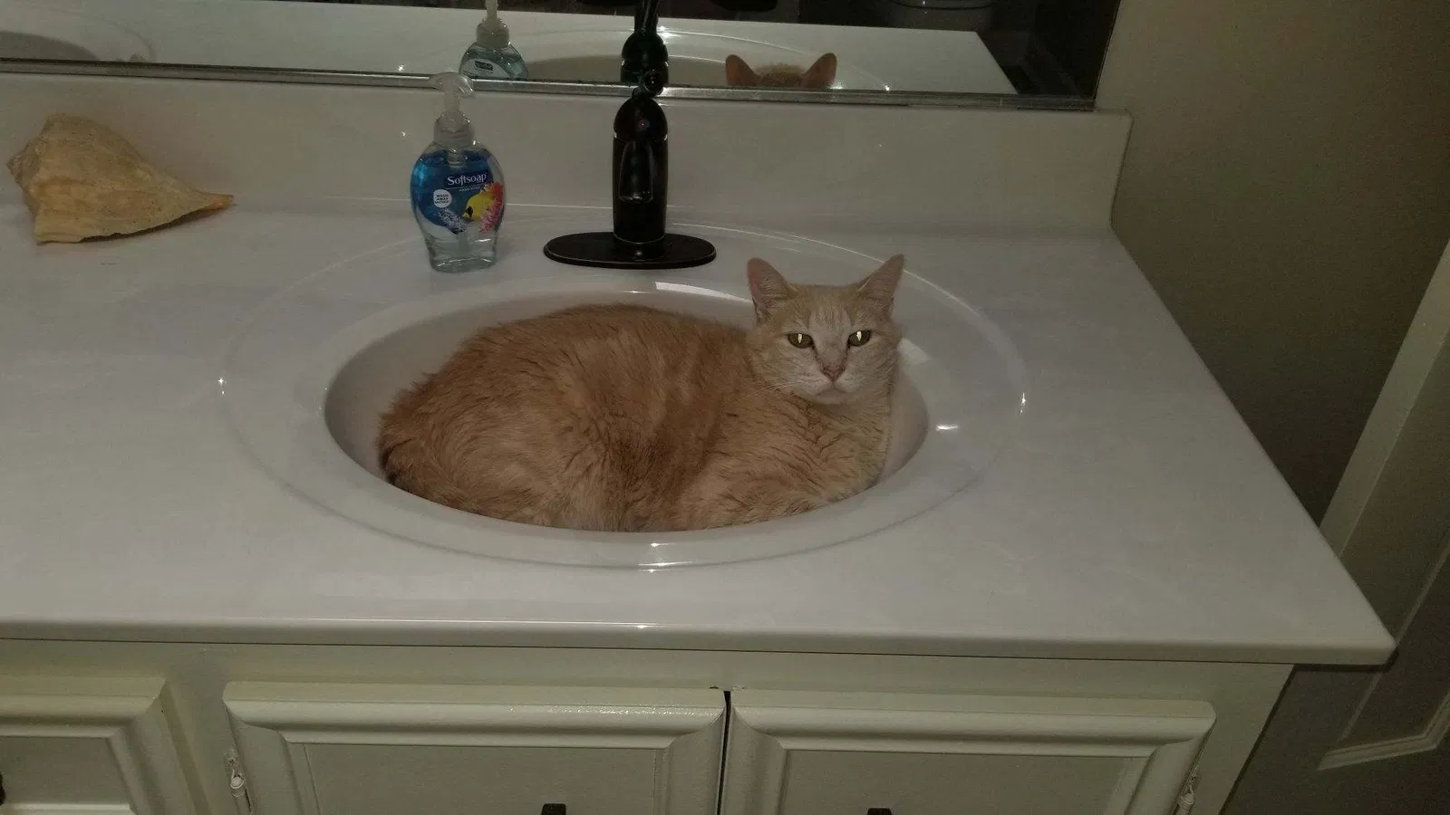 Lost cat in Kernersville, NC, 27284