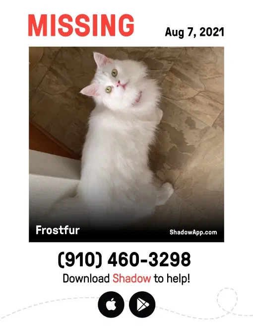 Lost cat in Fayetteville, NC, 28304
