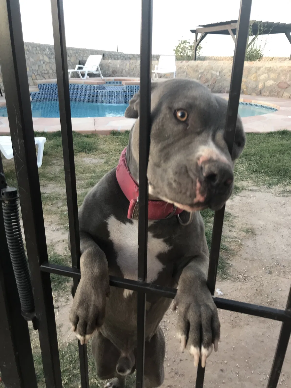 Lost dog in El Paso, TX, 79927
