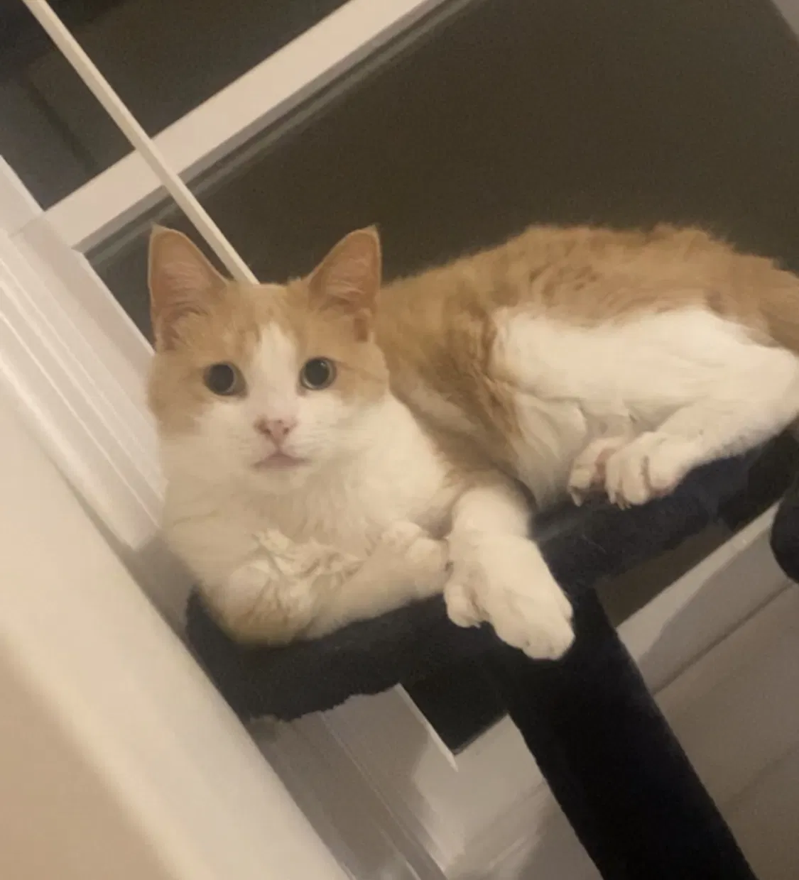 Lost cat in Clinton, NY, 13323