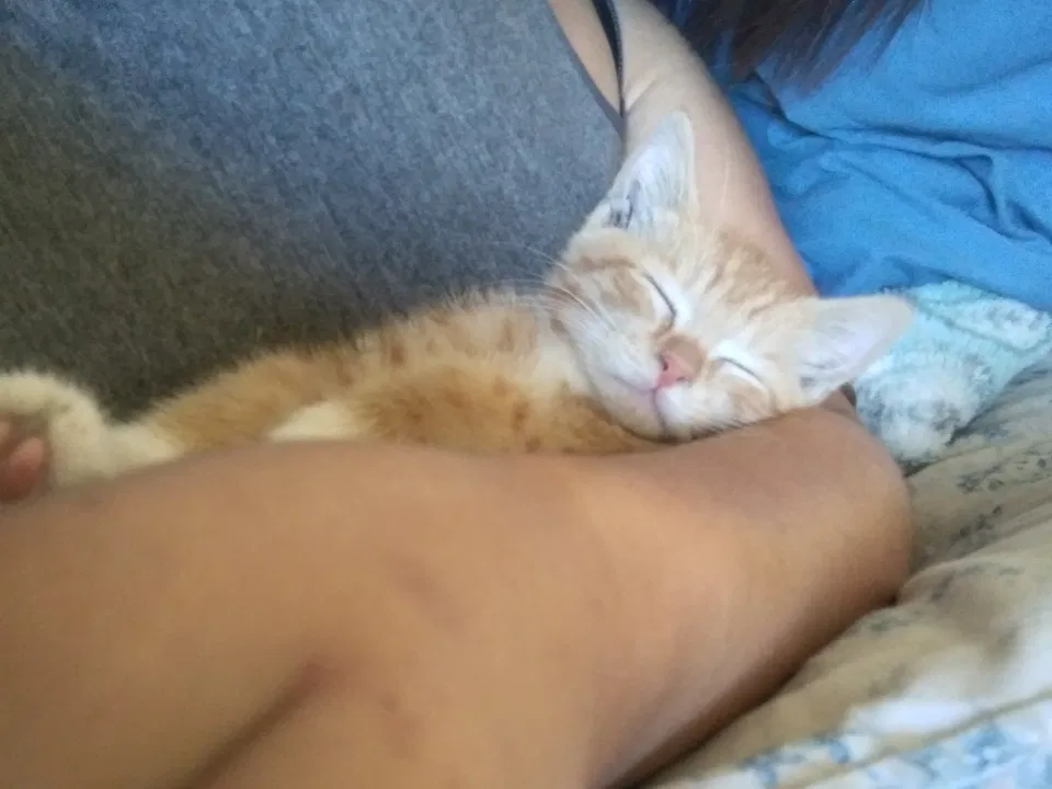Lost cat in Lakewood, WA, 98498