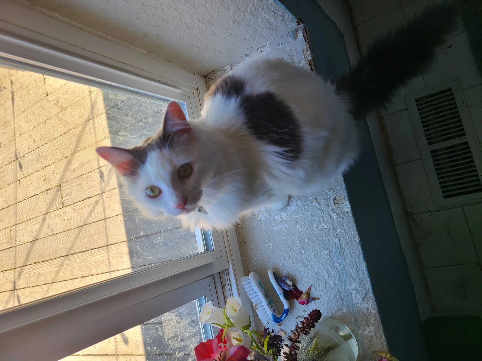 Lost cat in El Sobrante, CA, 94803