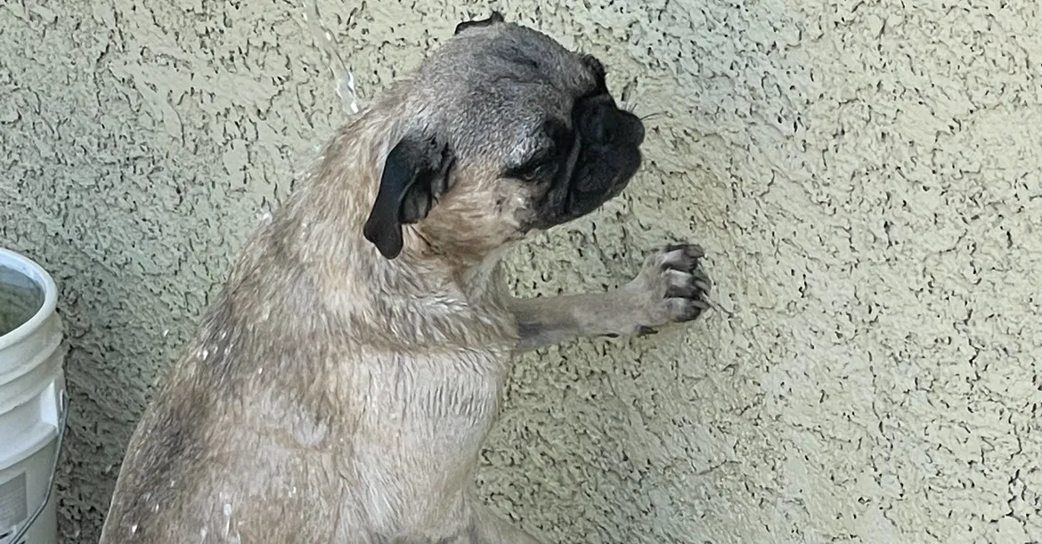 Lost dog in Las Vegas, NV, 89101