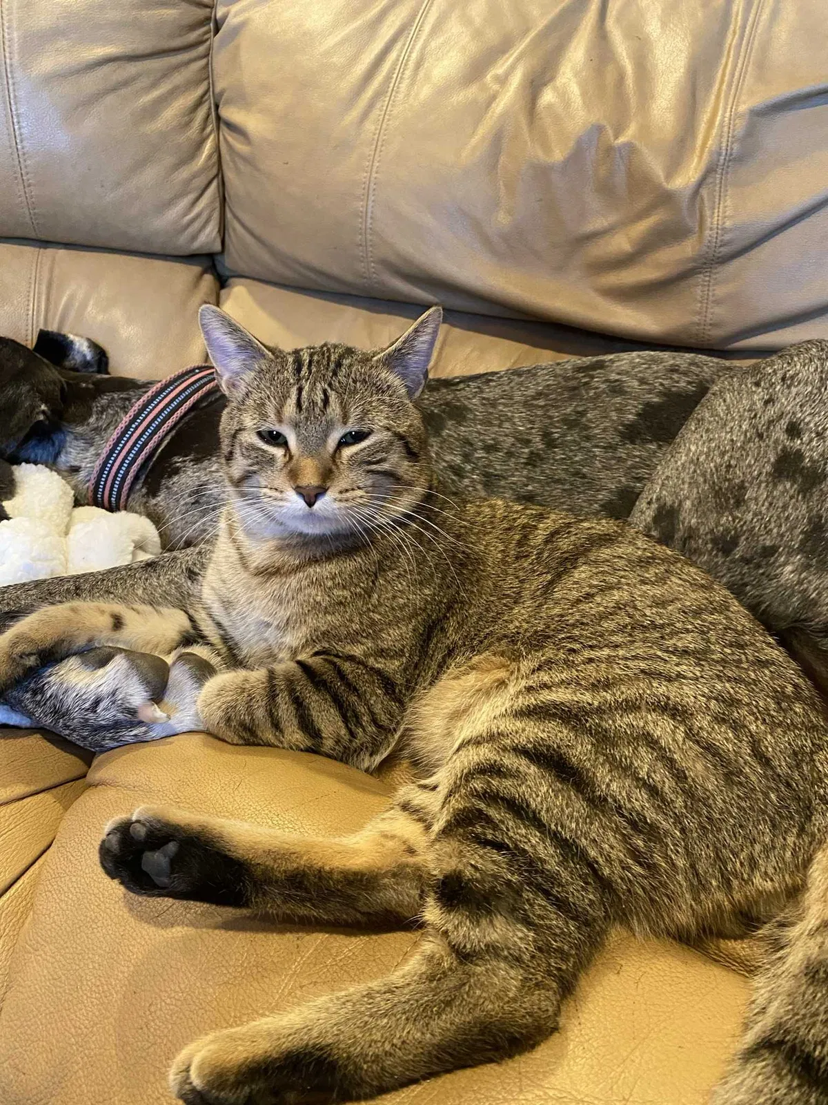 Lost cat in Elk River, MN, 55330