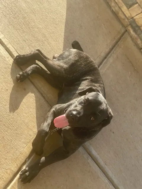 Lost dog in Conyers, GA, 30013