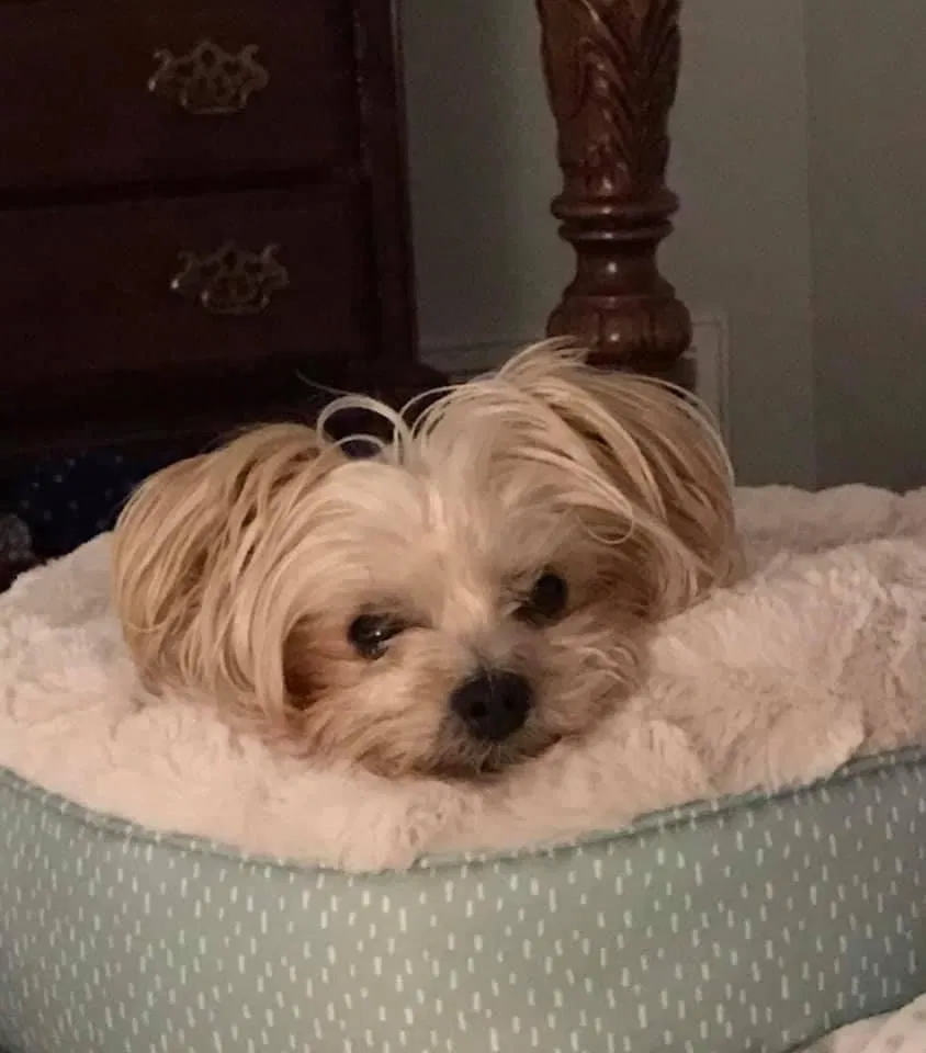 Lost dog in Folly Beach, SC, 29439