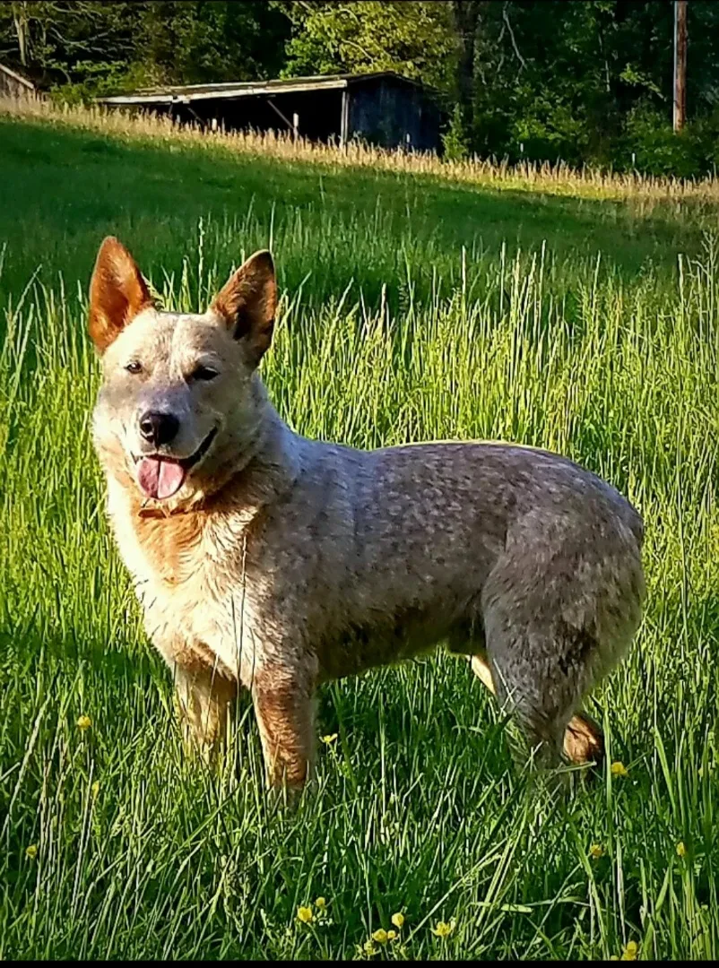 Lost dog in Loudon, TN, 37774
