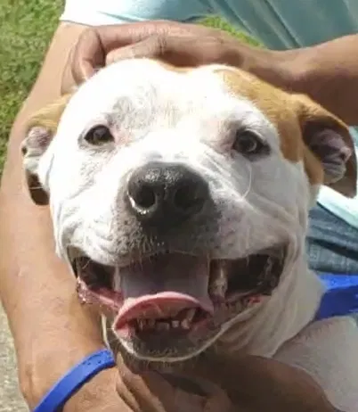 Found dog in Upper Marlboro, MD, 20772
