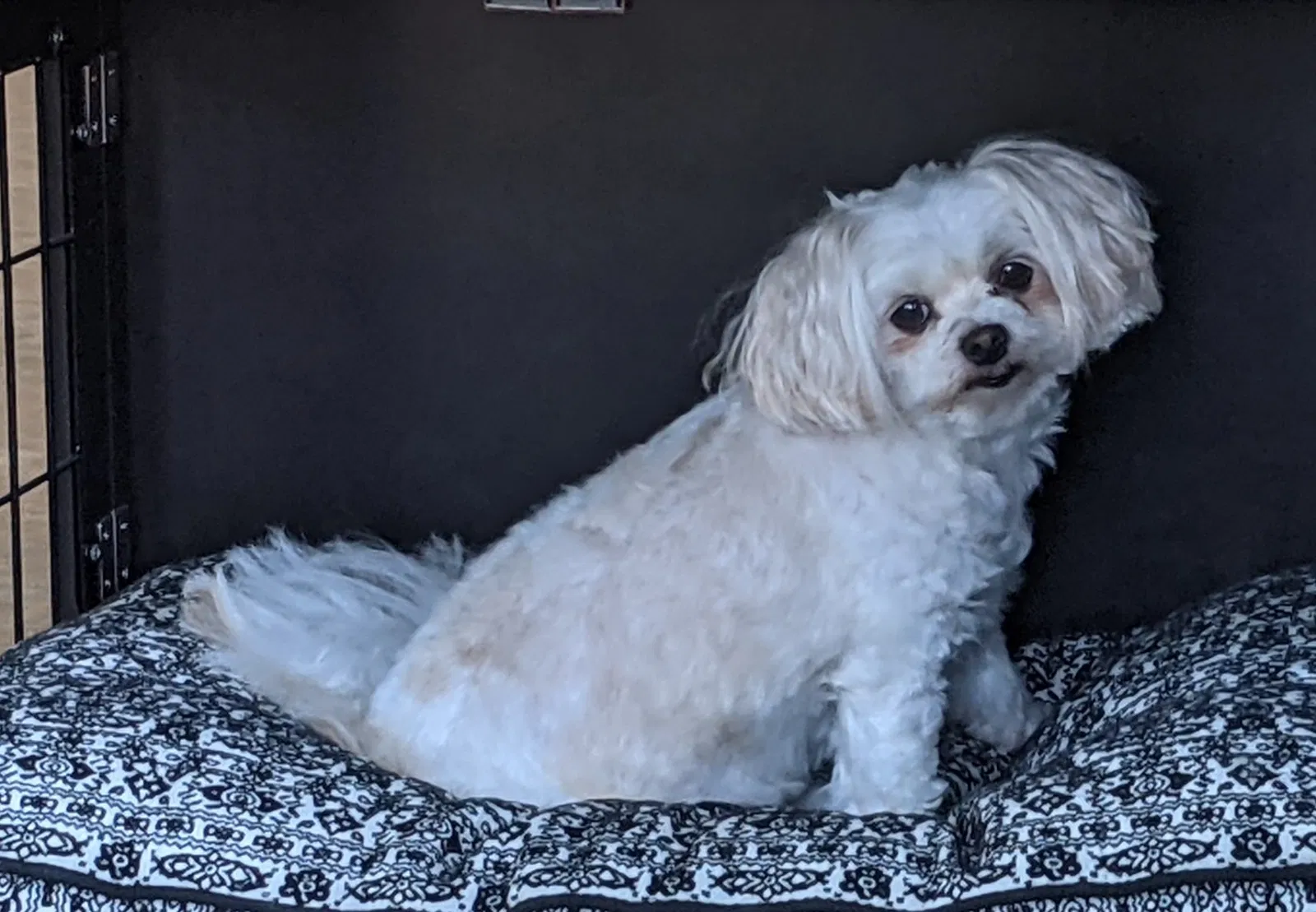 Lost dog in Kissimmee, FL, 34746