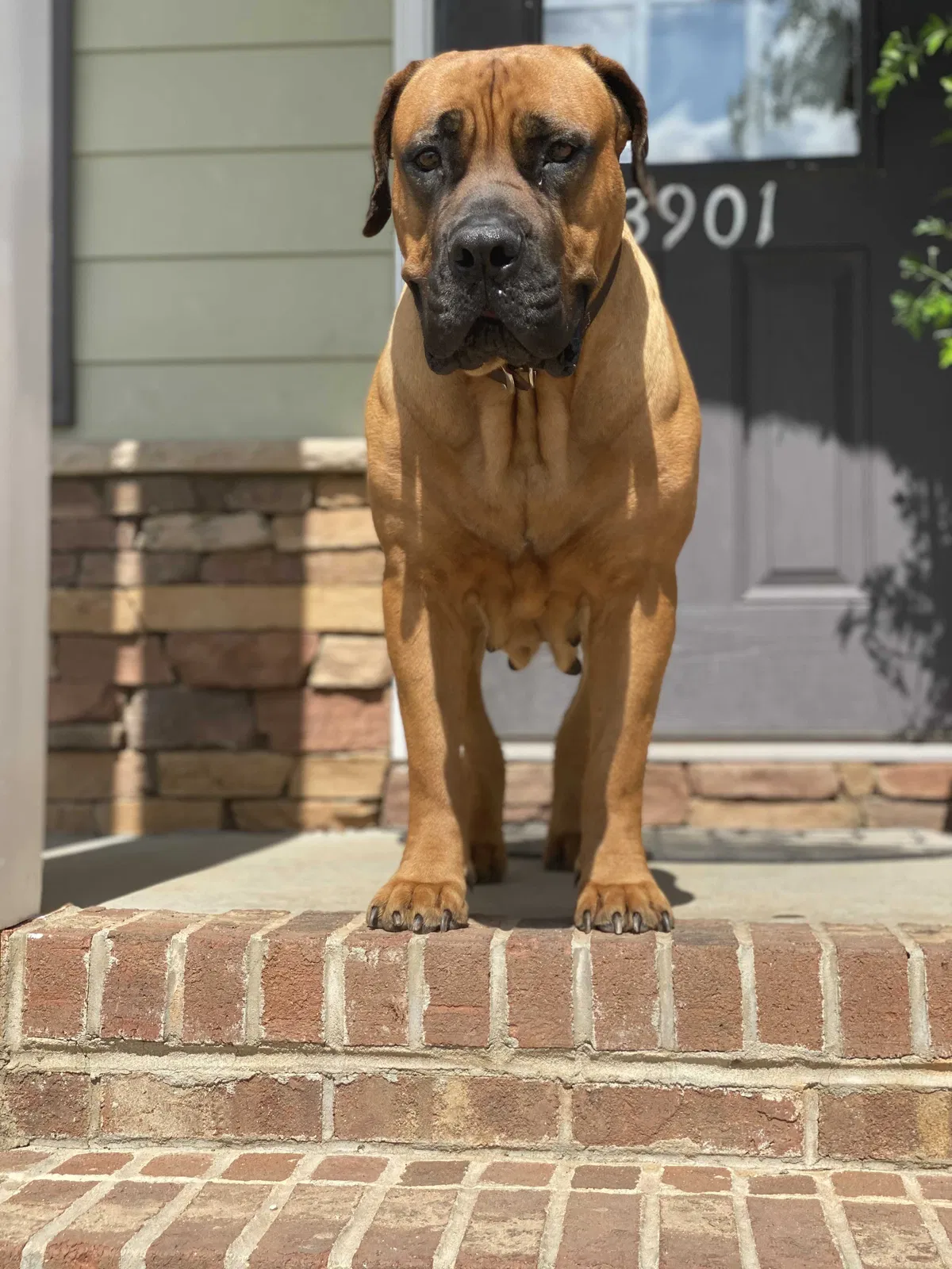 Lost dog in Greensboro, NC, 27406