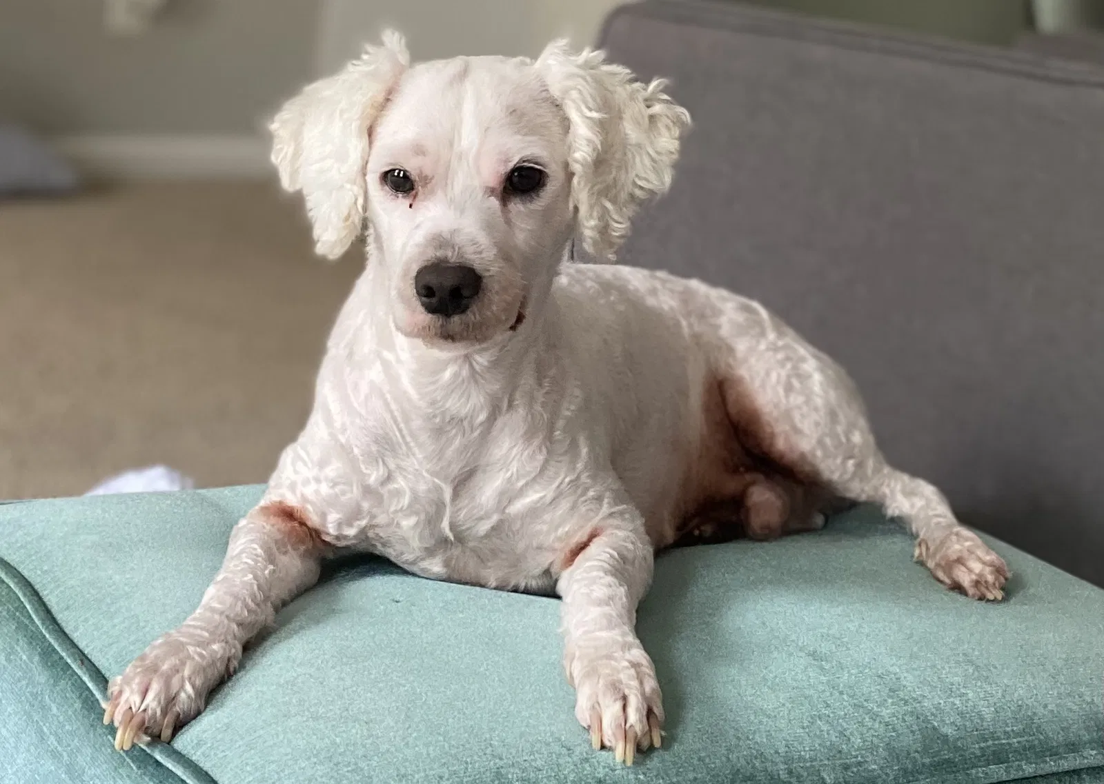 Lost dog in Riverdale, GA, 30296