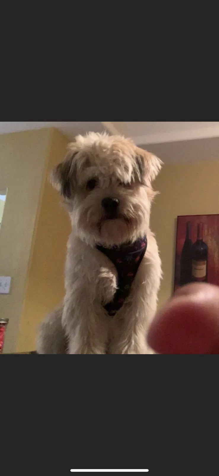 Lost dog in La Villa, TX, 78562