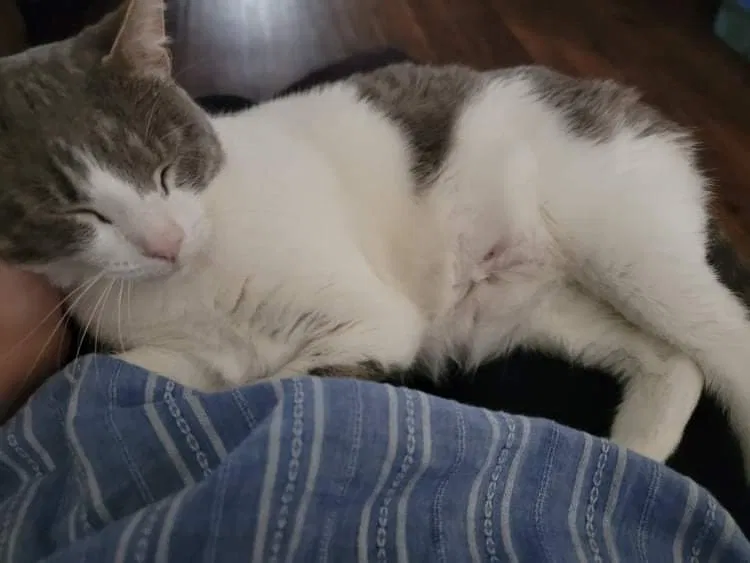 Lost cat in Hill Afb, UT, 84056