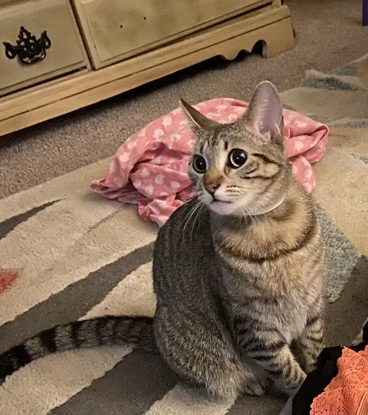 Lost cat in Birmingham, AL, 35215