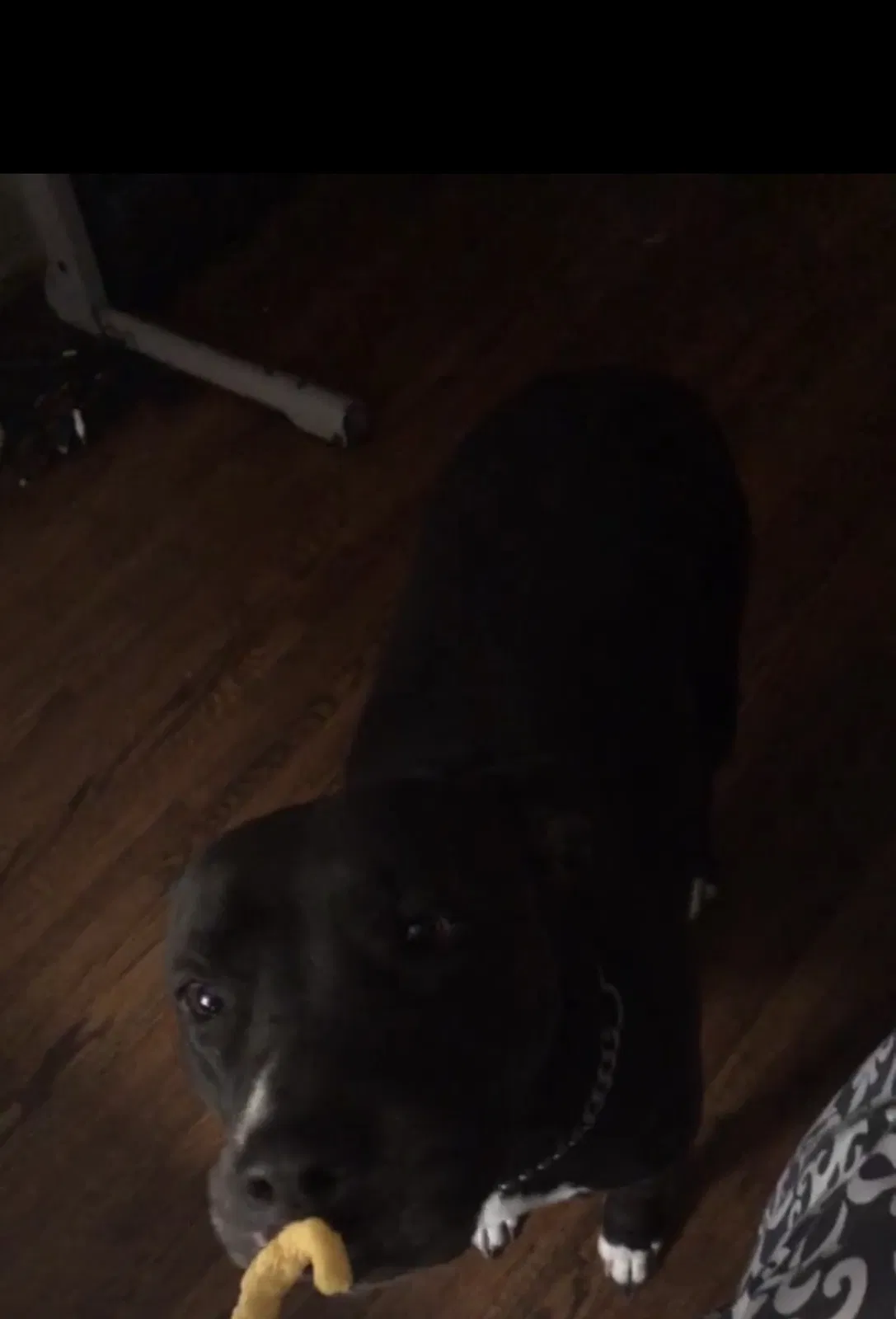 Lost dog in Oklahoma City, OK, 73109
