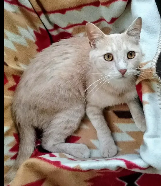 Lost cat in Elyria, OH, 44035