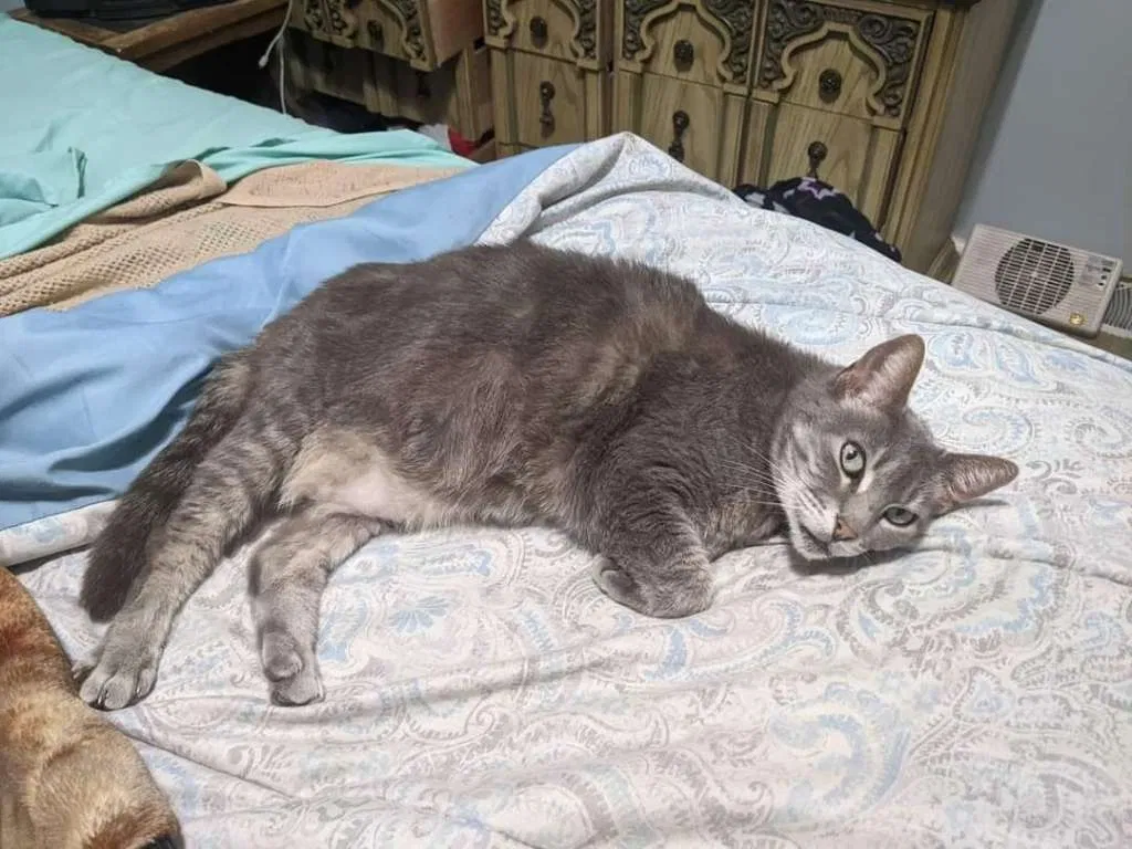 Lost cat in Shawnee, KS, 66216