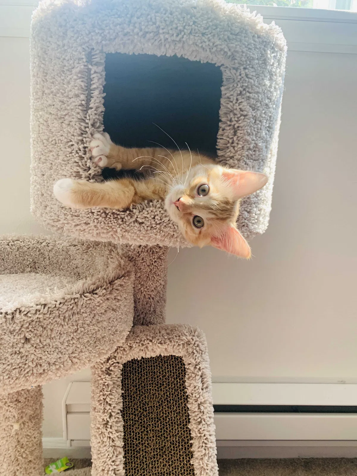 Lost cat in Silverdale, WA, 98383