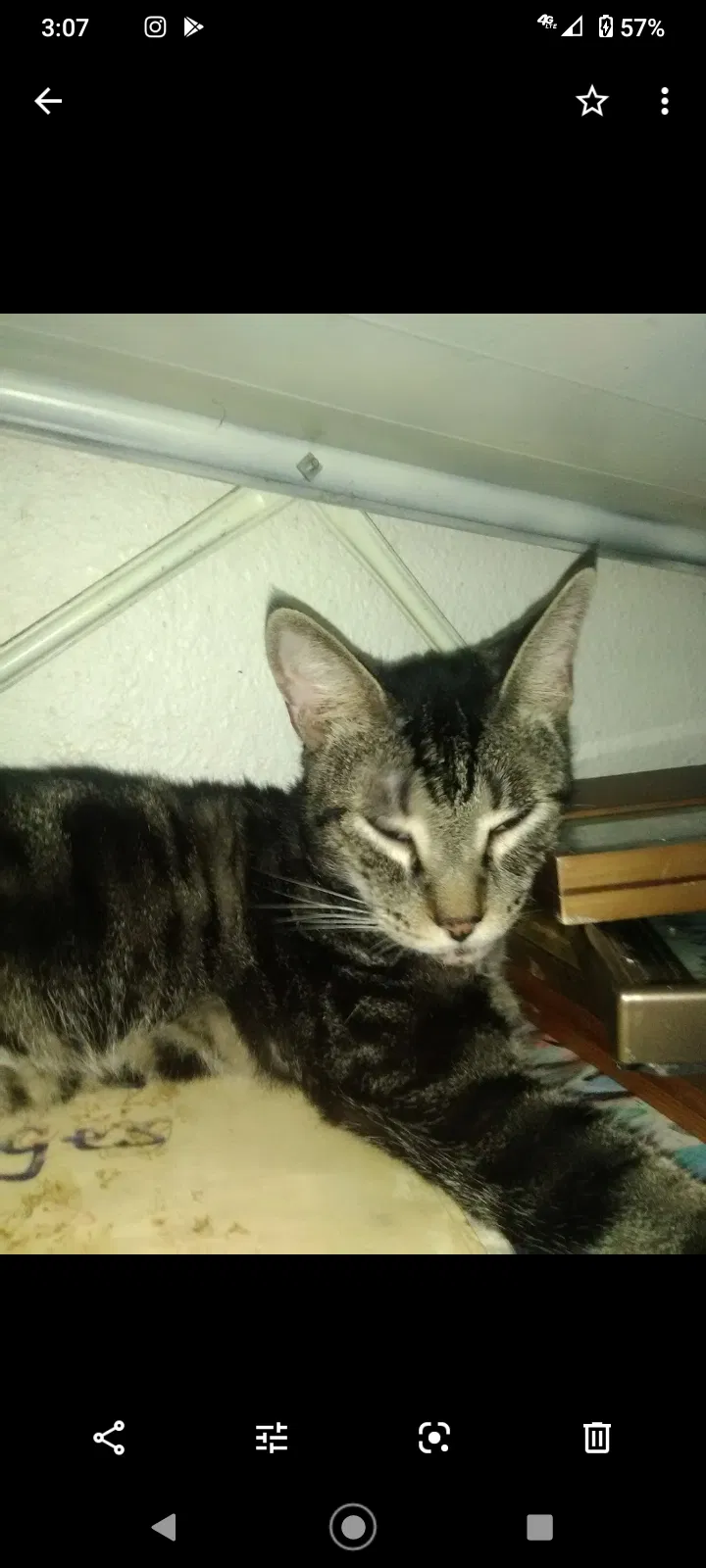 Lost cat in Deltona, FL, 32725
