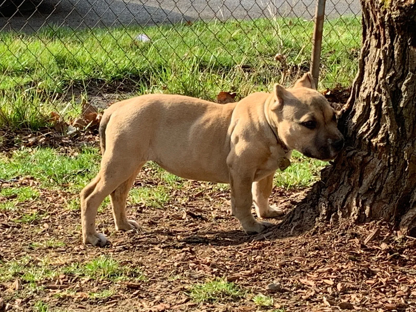 Lost dog in Indianapolis, IN, 46226