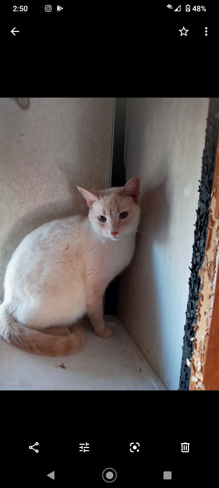 Lost cat in Deltona, FL, 32725