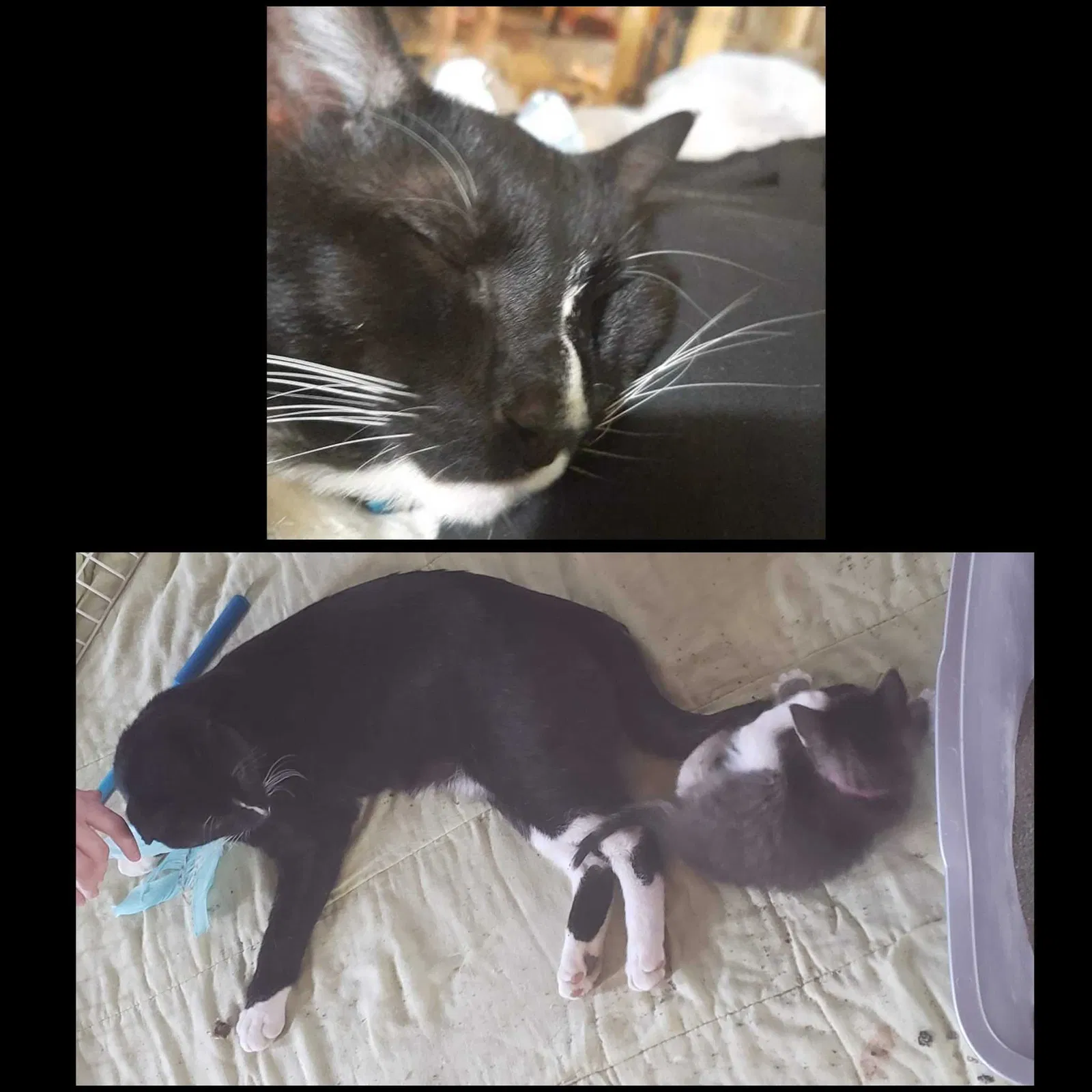Lost cat in Mount Carroll, IL, 61053