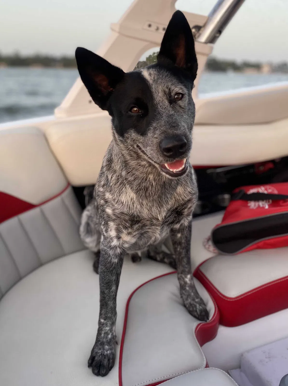 Lost dog in New Braunfels, TX, 78130