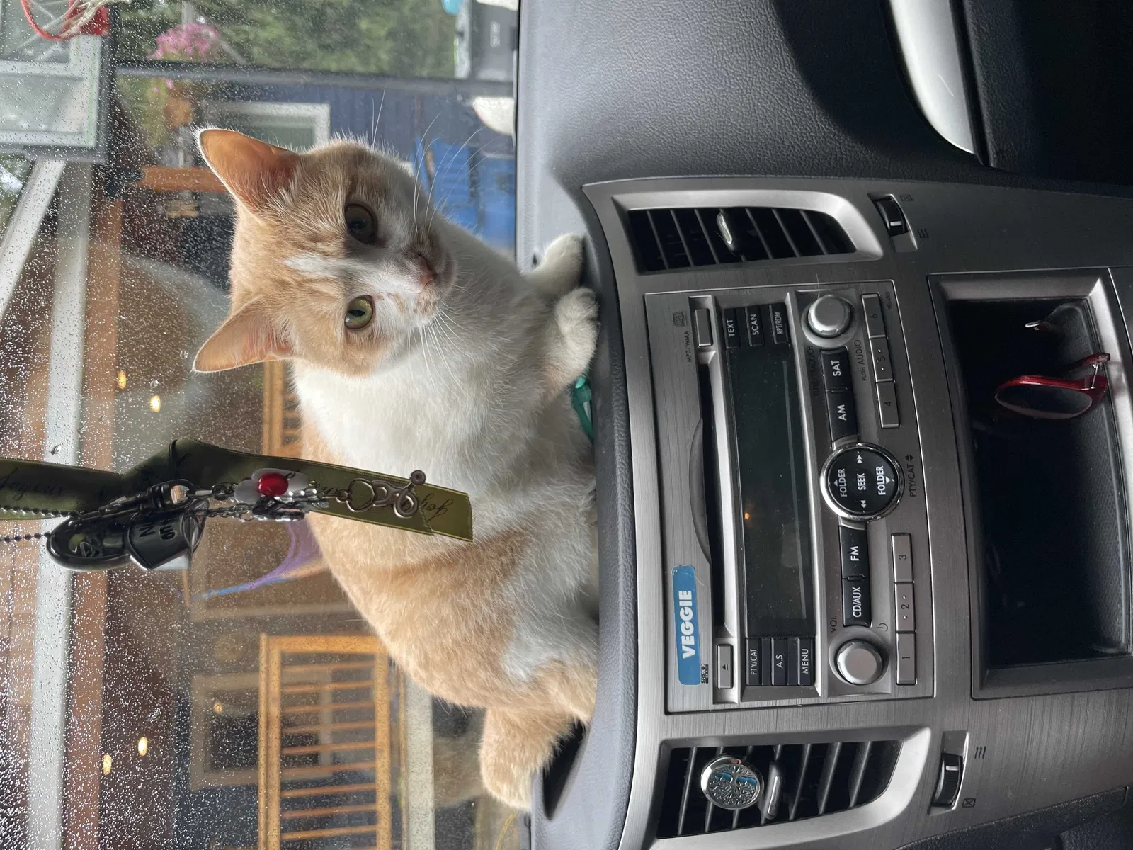 Lost cat in North Bend, WA, 98045